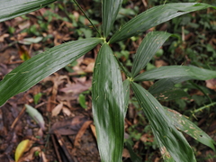 Calamus formosanus