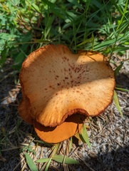 Gymnopilus