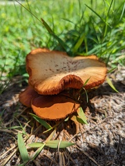 Gymnopilus
