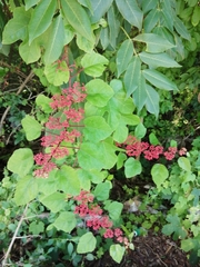 Cissus erosa