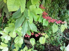 Cissus erosa
