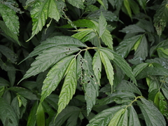 Elatostema lineolatum