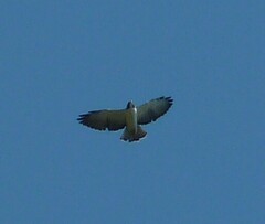 Buteo brachyurus