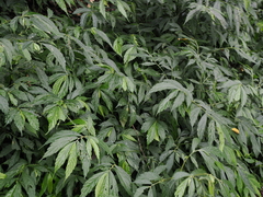 Elatostema lineolatum