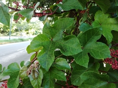 Cissus erosa