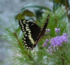 Papilio palamedes