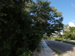 Cissus erosa