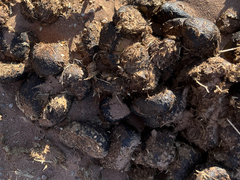 Equus zebra hartmannae