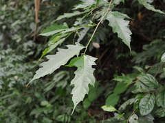 Ficus irisana