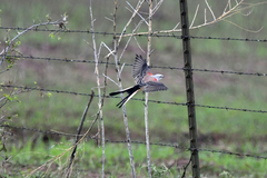 Tyrannus forficatus