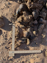 Equus zebra hartmannae