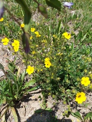 Potentilla pulcherrima