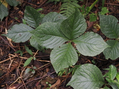 Chloranthus oldhamii