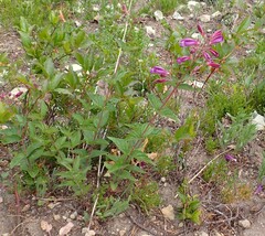 Nothochelone nemorosa