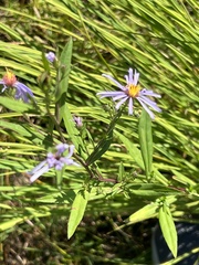 Symphyotrichum subspicatum