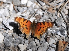 Polygonia gracilis