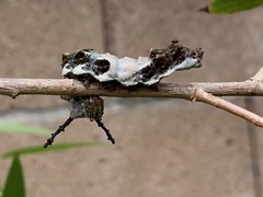 Limenitis arthemis arizonensis