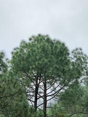 Pinus montezumae