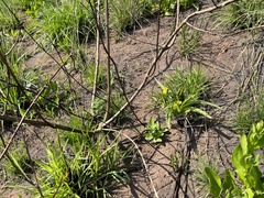 Hypoxis hemerocallidea