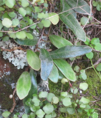 Pyrrosia eleagnifolia