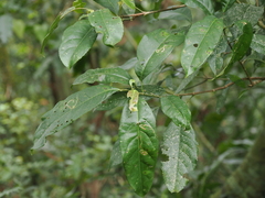 Turpinia formosana