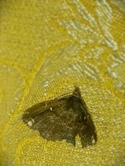 Adrapsa quadrilinealis