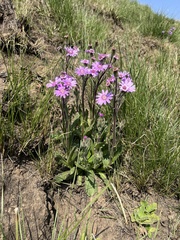 Senecio speciosus