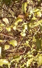 Dacrycarpus dacrydioides