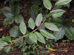 Hydrangea chinensis