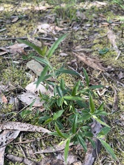 Billardiera mutabilis