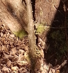 Dacrycarpus dacrydioides