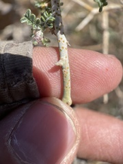 Psorothamnus polydenius