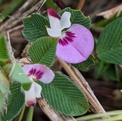 Kummerowia stipulacea
