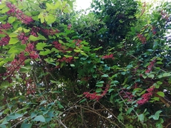 Cissus erosa
