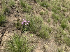 Senecio speciosus