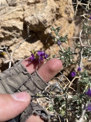 Psorothamnus polydenius