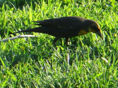 Xanthocephalus xanthocephalus