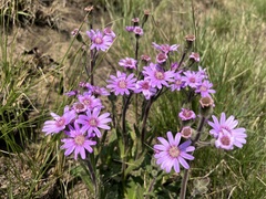 Senecio speciosus