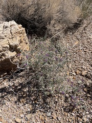 Psorothamnus polydenius