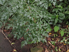 Radermachera sinica