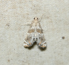 Petrophila jaliscalis