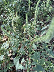 Amaranthus palmeri