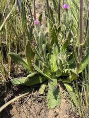 Senecio speciosus