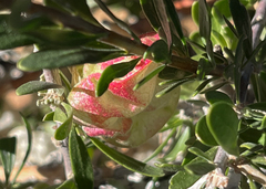 Nymania capensis image