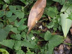 Persicaria senticosa