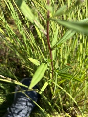 Symphyotrichum subspicatum