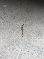 Elgaria multicarinata