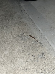 Elgaria multicarinata