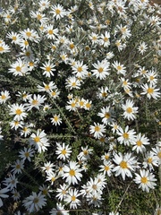 Olearia pimeleoides