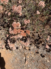 Eriogonum arborescens